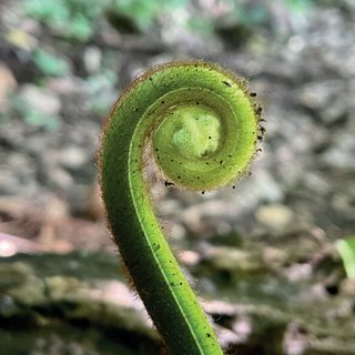 Broto de samambaia enrolado em espiral, verde-vivo, prestes a se abrir