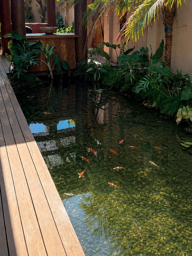 Lago com carpas ao lado do deque de madeira do Instituto, cercado por palmeira e vegetação sob céu azul